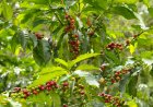 Impacted by the Climate Crisis: How Extreme Heat Is Driving Coffee Prices Higher