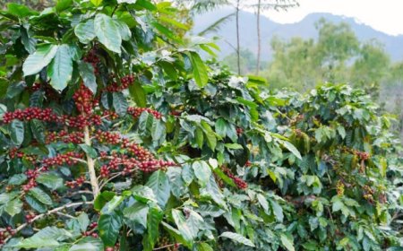 Prof Faroby: Coffee–Durian Planting Is the Best Agroforestry Model for Transmigration Areas
