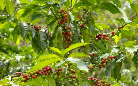 Impacted by the Climate Crisis: How Extreme Heat Is Driving Coffee Prices Higher