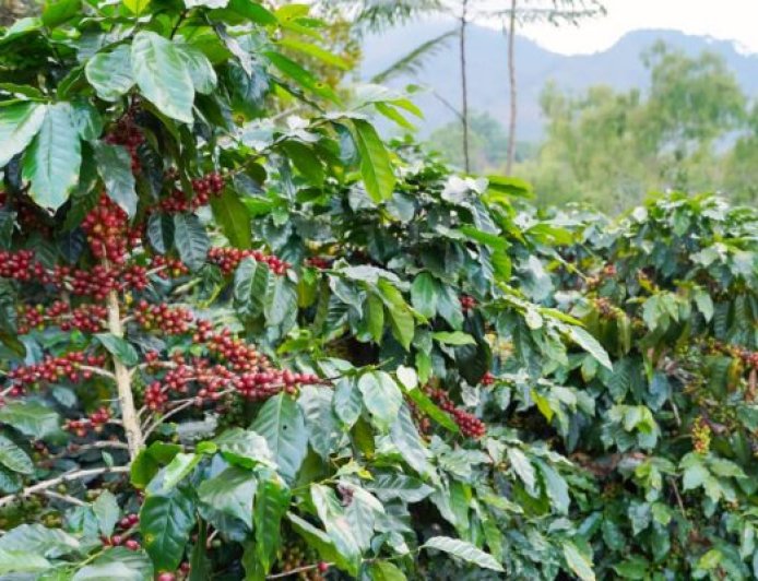 Prof Faroby: Coffee–Durian Planting Is the Best Agroforestry Model for Transmigration Areas