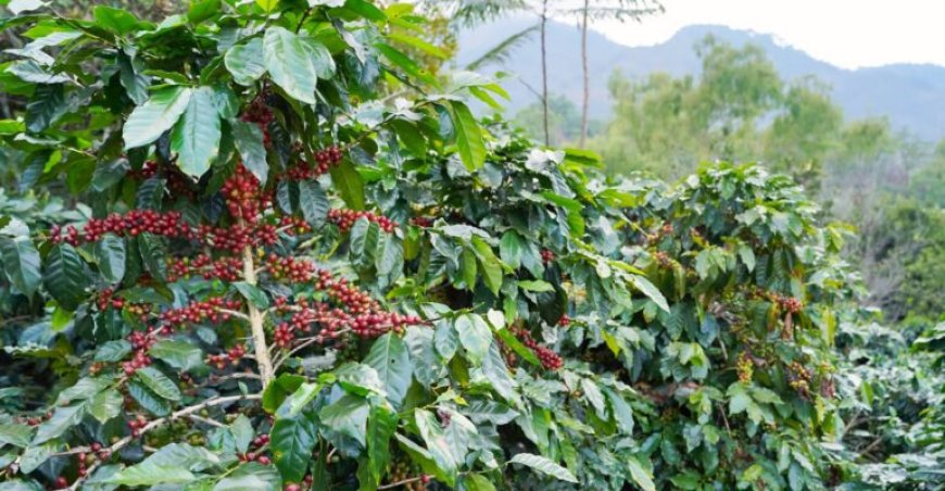 Prof Faroby: Coffee–Durian Planting Is the Best Agroforestry Model for Transmigration Areas