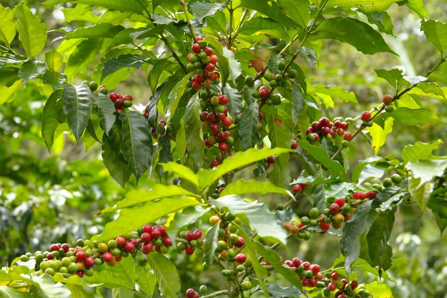 Impacted by the Climate Crisis: How Extreme Heat Is Driving Coffee Prices Higher