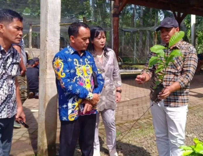 Bulungan Imitates Coffee–Cocoa Research Center Strategy to Boost Farmers' Welfare